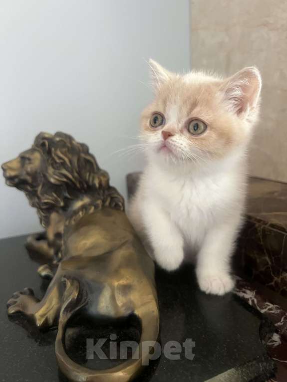 Кошки в Москве: Шотландский кремовый мальчик Мальчик, 35 000 руб. - фото 4