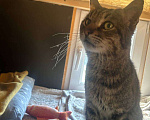 Кошки в Санкт-Петербурге: Ласковый кот, который любит сидеть на руках Мальчик, Бесплатно - фото 1