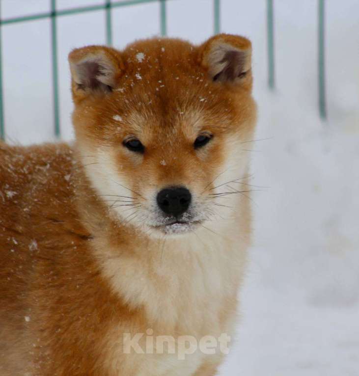 Собаки в Бронницах: Щенок сиба Икар Мальчик, 80 000 руб. - фото 1