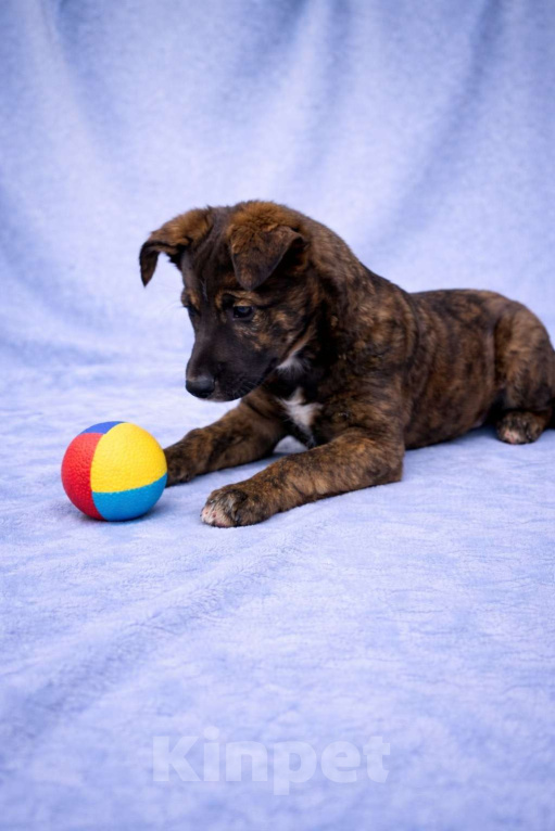 Собаки в Москве: Тиграш щенок мальчик в поисках дома Мальчик, Бесплатно - фото 3