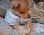 Собаки в Москве: Щенок мальчик Чихуахуа  Мальчик, 17 000 руб. - фото 2