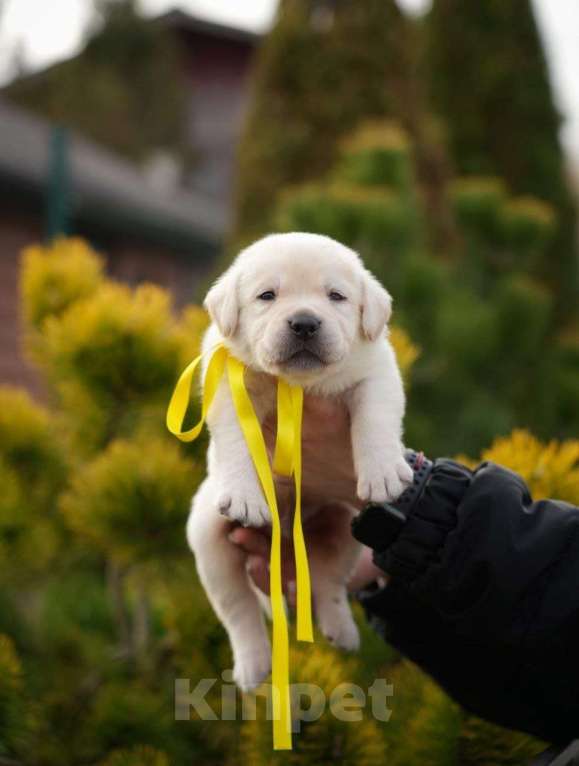 Собаки в Москве: Шикарные мальчики лабрадора Мальчик, 80 000 руб. - фото 6