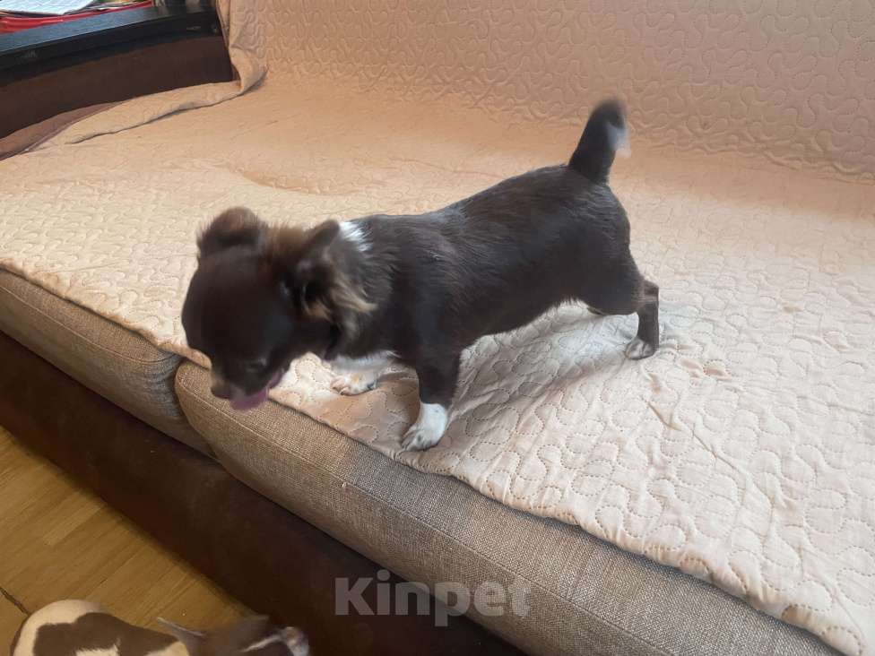 Собаки в Санкт-Петербурге: Щенок чихуахуа, девочка Девочка, 60 000 руб. - фото 8