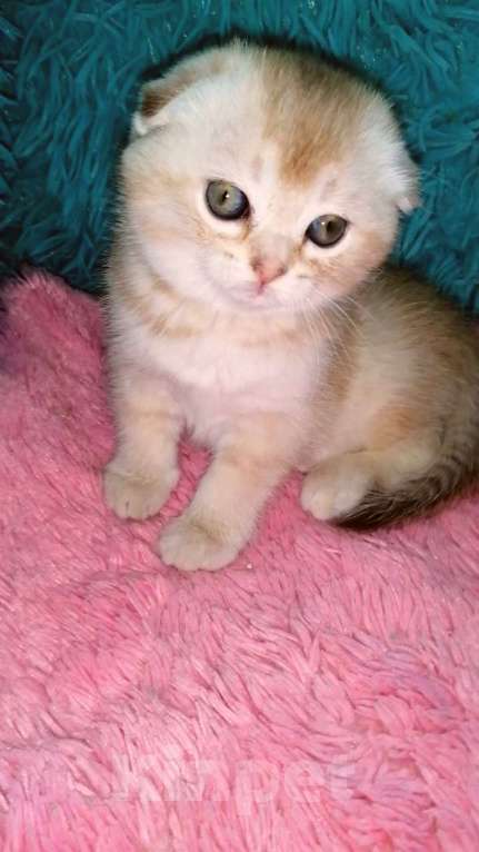 Кошки в Москве: Шотландские вислоухие котята  Девочка, 30 000 руб. - фото 5