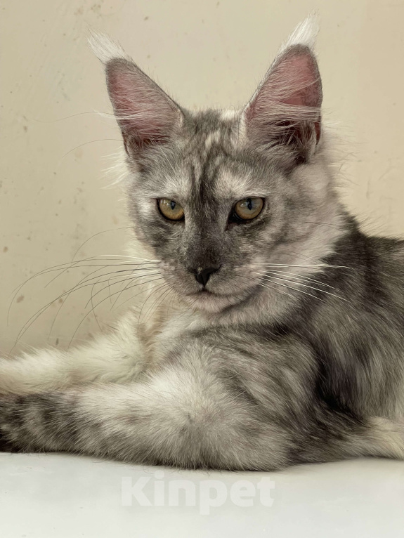 Кошки в Москве: ДЕВЧУШКА НА ВЫДАНЬЕ ИЗ ПИТОМНИКА Девочка, 60 000 руб. - фото 7