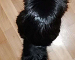 Кошки в Калуге: Правильный Мейн-кун может быть только черным, 5 000 руб. - фото 1