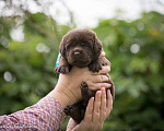 Собаки в Москве: Шоколадный щенок лабрадор, мальчик девочка, РКФ Мальчик, 60 000 руб. - фото 2