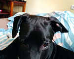 Собаки в Краснодаре: Отдам щенка Стаффорда метиса 5месяцев Мальчик, Бесплатно - фото 2