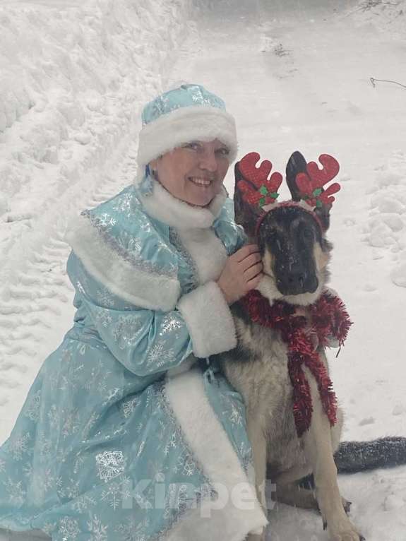 Собаки в Кемерово: Щенок ВЕО с хорошей  родословной Девочка, 30 000 руб. - фото 6