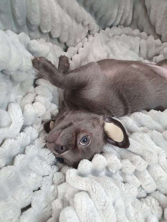 Собаки в Санкт-Петербурге: Голубой щенок. Мальчик, 35 000 руб. - фото 3