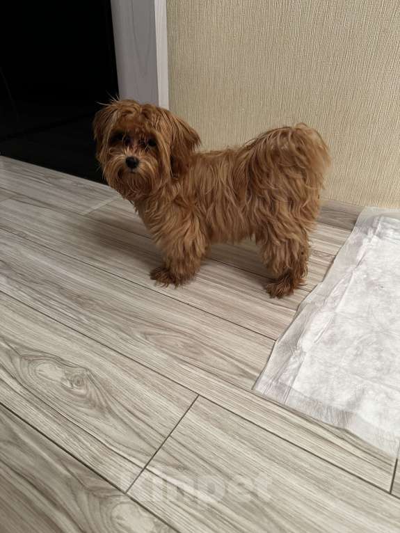 Собаки в Санкт-Петербурге: Щенок Мальтипу Мальчик, 50 000 руб. - фото 2