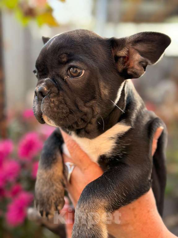 Собаки в Тимашевске: Щенки французского бульдога Мальчик, 20 000 руб. - фото 2
