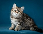Кошки в Долгопрудном: Сибирские котята Девочка, 45 000 руб. - фото 1