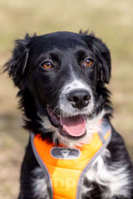 Собаки в Москве: Срочно ищем дом для Джима Мальчик, Бесплатно - фото 3