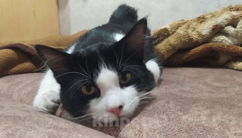 Кошки в Челябинске: Котёнок в добрые руки Мальчик, Бесплатно - фото 8