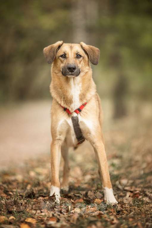 Собаки в Москве: Нанами Девочка, Бесплатно - фото 7