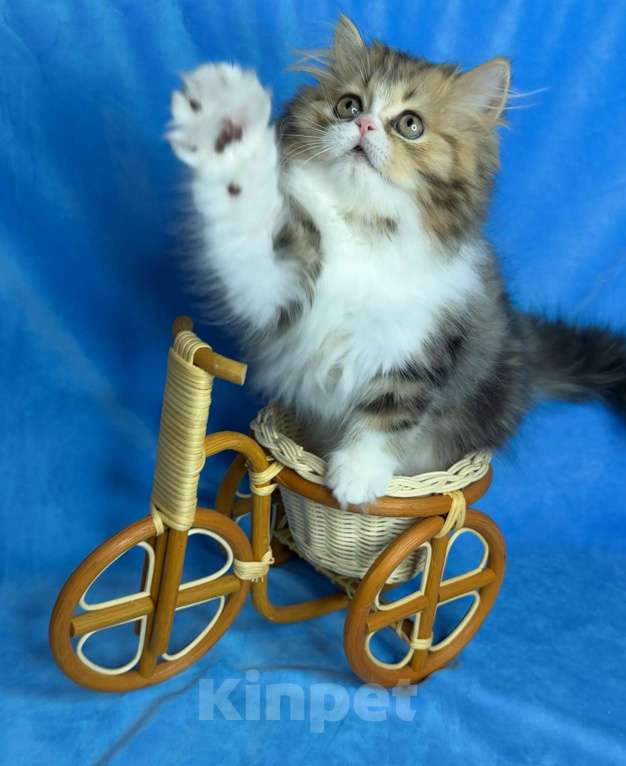 Кошки в Санкт-Петербурге: Очаровательная девочка Хайленд Страйт Девочка, 80 000 руб. - фото 5