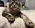Кошки в Ростове-на-Дону: Котёнок породы мейн-кун Мальчик, 40 000 руб. - фото 3
