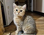 Кошки в Ростове-на-Дону: Шотландские прямоухие котята Девочка, 2 500 руб. - фото 2
