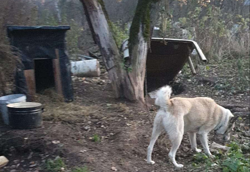 Объявление: Отдам в добрые руки , Бесплатно, Другие города Владимирской области