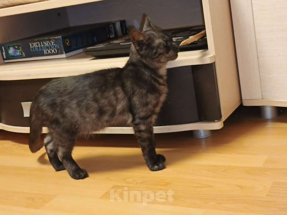 Кошки в других городах Московской области: Бесноватый кот Мальчик, Бесплатно - фото 2