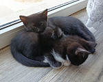 Кошки в Севастополе: Котята в добрые руки Девочка, Бесплатно - фото 1
