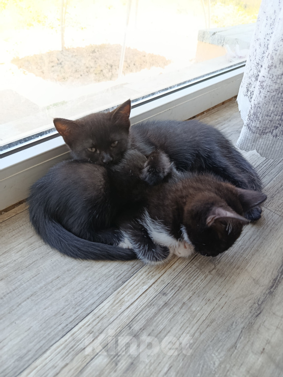 Кошки в Севастополе: Котята в добрые руки Девочка, Бесплатно - фото 1