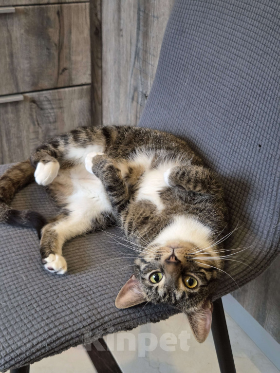 Кошки в Санкт-Петербурге: Шикарная кошка в добрые руки Девочка, Бесплатно - фото 2