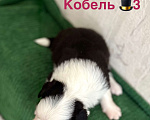 Собаки в других городах Алтайского края: Щенок Бордер Колли Мальчик, 70 000 руб. - фото 1