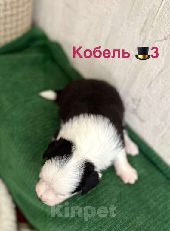 Собаки в других городах Алтайского края: Щенок Бордер Колли Мальчик, 70 000 руб. - фото 1