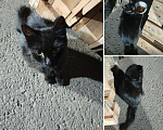 Кошки в Санкт-Петербурге: Кошечка со склада Девочка, Бесплатно - фото 1