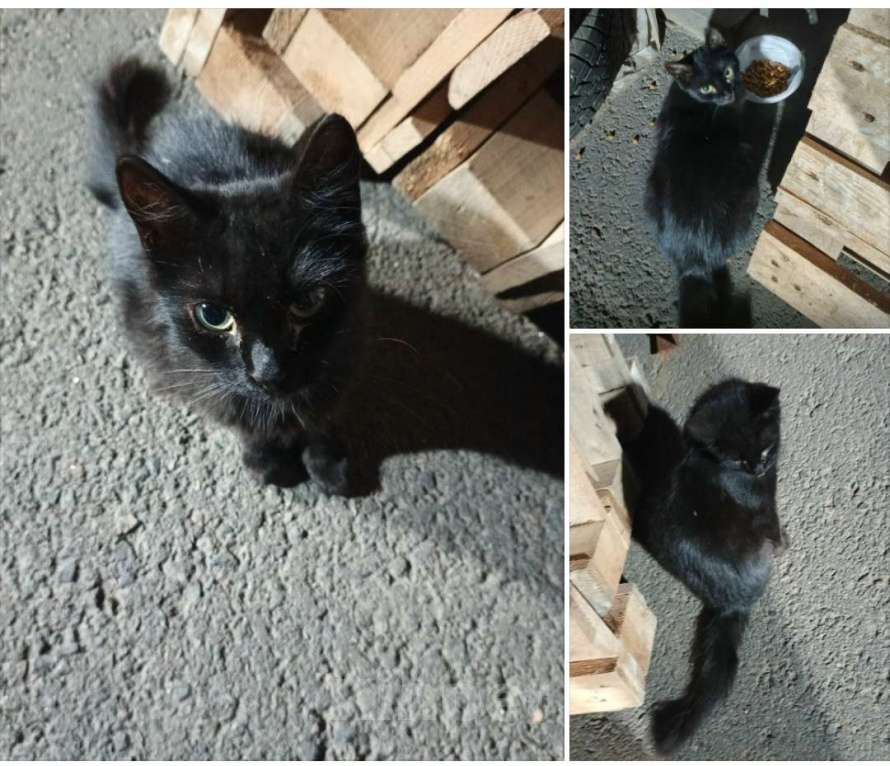 Кошки в Санкт-Петербурге: Кошечка со склада Девочка, Бесплатно - фото 1