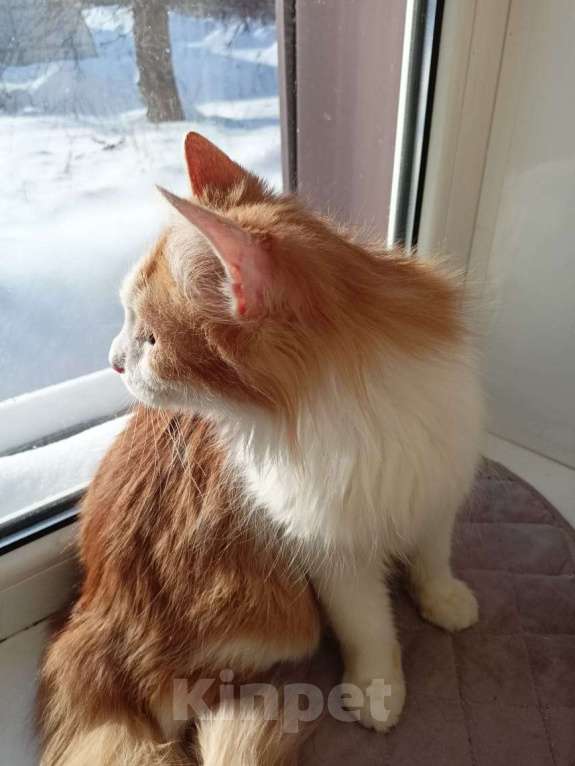 Кошки в Калуге: Отдам в хорошие руки Мальчик, Бесплатно - фото 8