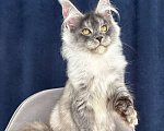 Кошки в Санкт-Петербурге: Pannda , Maine coon Девочка, 80 000 руб. - фото 1
