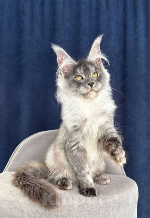 Кошки в Санкт-Петербурге: Pannda , Maine coon Девочка, 80 000 руб. - фото 1