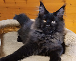 Кошки в Казани: Котик мейн кун Мальчик, 55 000 руб. - фото 1