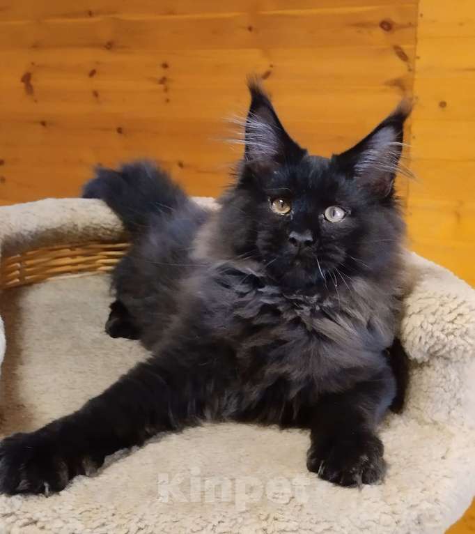 Кошки в Казани: Котик мейн кун Мальчик, 55 000 руб. - фото 1
