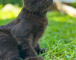 Кошки в Мытищах: Возьми котенка и спаси от зимы Мальчик, Бесплатно - фото 1