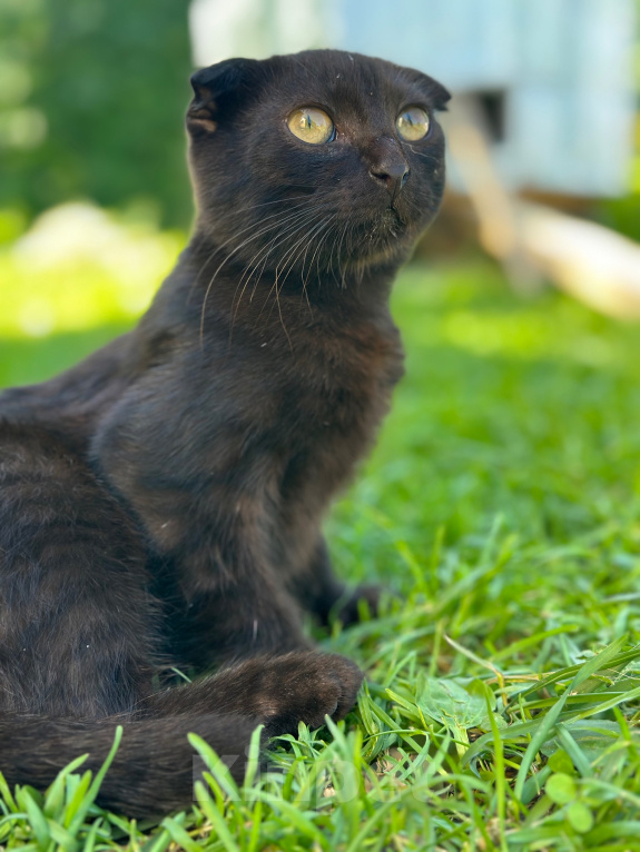 Кошки в Мытищах: Возьми котенка и спаси от зимы Мальчик, Бесплатно - фото 1