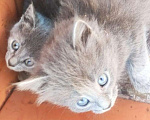 Кошки в Оренбурге: Котята "мышеловки Мурки" Мальчик, Бесплатно - фото 4
