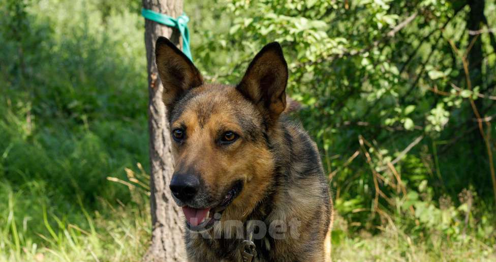 Собаки в Москве: Спирит Мальчик, Бесплатно - фото 5