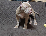 Собаки в Миассе: Щенок Американский булли тип покет. Мальчик, 65 000 руб. - фото 5
