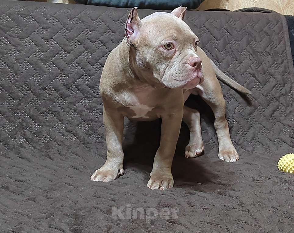 Собаки в Миассе: Щенок Американский булли тип покет. Мальчик, 65 000 руб. - фото 5