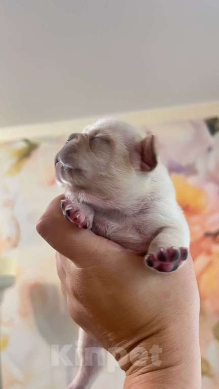 Собаки в Нижнем Новгороде: Резерв щенков породы французский бульдог. Мальчик, 30 000 руб. - фото 2