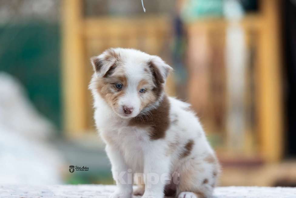 Собаки в Москве: Австралийская овчарка, аусси Девочка, 150 000 руб. - фото 5