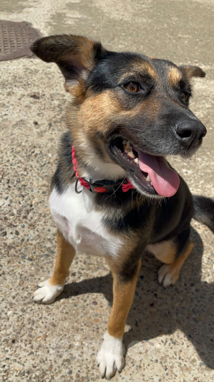 Собаки в Краснодаре: Рада нуждается в доме! Девочка, Бесплатно - фото 2