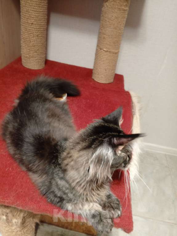 Кошки в Краснодаре: Котёнок мейн-кун Мальчик, 25 000 руб. - фото 6