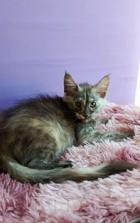 Кошки в Москве: Пенелопа Девочка, 40 000 руб. - фото 3