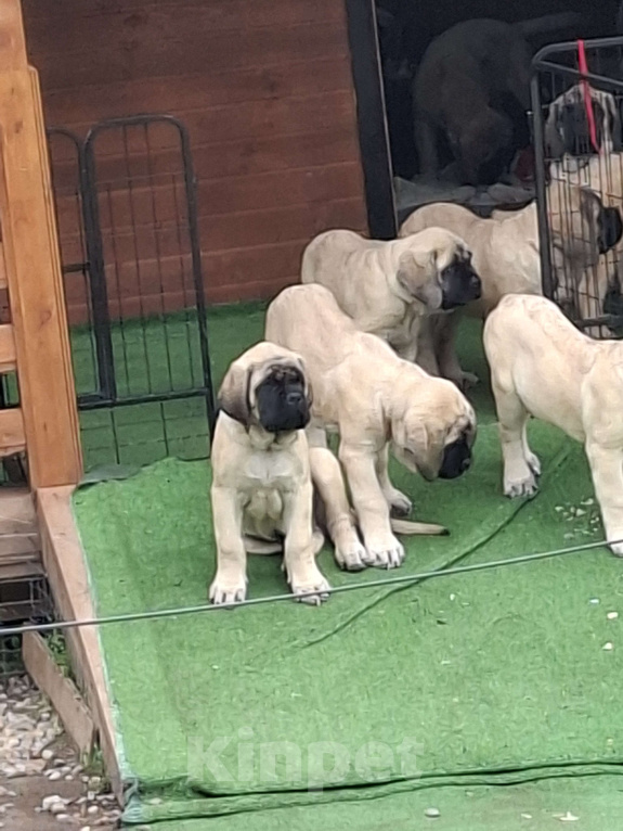 Собаки в других городах Московской области: Мастиф Кобель  Мальчик, Бесплатно - фото 3