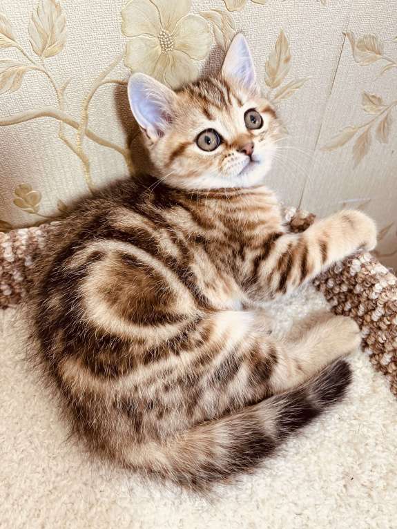 Кошки в Перми: Шотландские котики и кошечки Мальчик, 20 000 руб. - фото 4